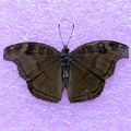 Chocolate pansy Precis iphita